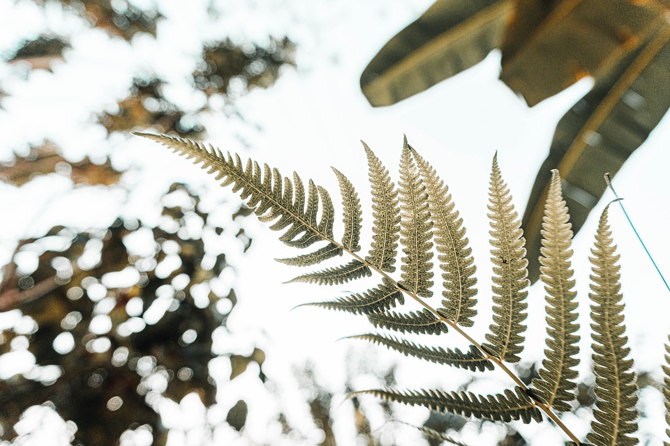 Symbolic Essay of hidden cottontail bridges & moonlit appleseed