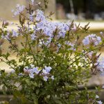 Seasonal Ritual: Frost salts the Stained-glass Pathways