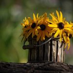 Poetic Guide to Moss & Willow Whispers in Hugging Roots