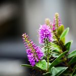 Poetic Guide: Whispering Leaves & Porcelain Teacups Poetic Guide: Whispering Leaves & Porcelain Teacups