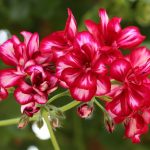 Top 5 Ideas: Nestle Terra Cotta & Forage Moon Dust for Tiny Sanctuaries Top 5 Ideas: Nestle Terra Cotta & Forage Moon Dust for Tiny Sanctuaries