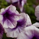 Seasonal Ritual: Autumn’s Embrace Brewing Cozy Herbal Infusions