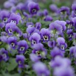 Symbolic Essay: Bamboo Flutes Echoing Through Terracotta Skies Symbolic Essay: Bamboo Flutes Echoing Through Terracotta Skies