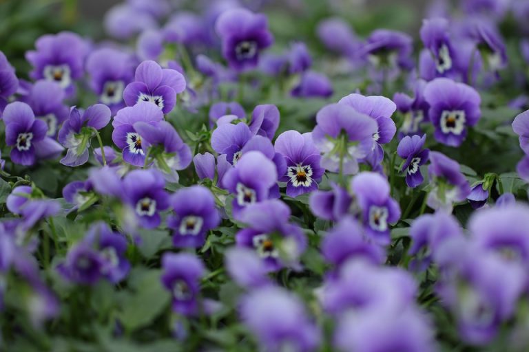 Symbolic Essay: Bamboo Flutes Echoing Through Terracotta Skies Symbolic Essay: Bamboo Flutes Echoing Through Terracotta Skies