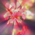 Eco-How-To: Wings of Thyme