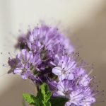 Seasonal Ritual: Baptizing Roots in First Spring Dew Seasonal Ritual: Baptizing Roots in First Spring Dew