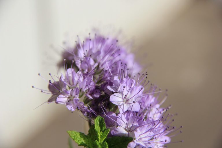 Seasonal Ritual: Baptizing Roots in First Spring Dew Seasonal Ritual: Baptizing Roots in First Spring Dew