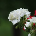 Poetic Guide: Cultivating Sanctuary in Concrete Jungles