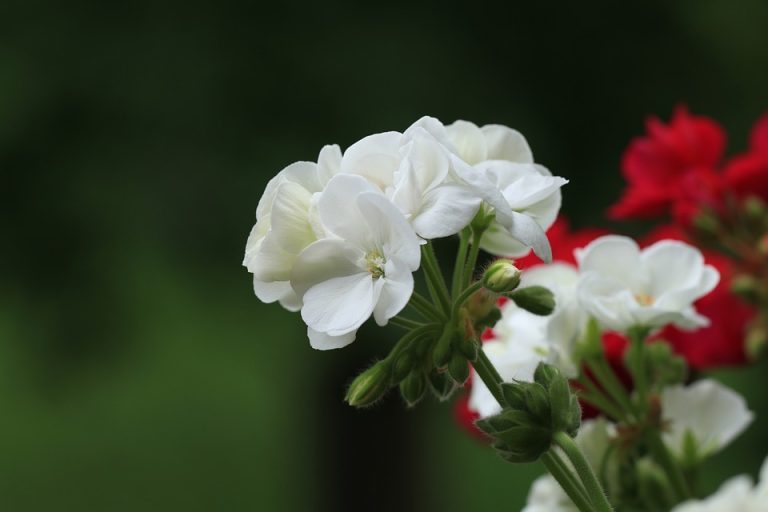 Poetic Guide: Cultivating Sanctuary in Concrete Jungles