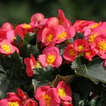 Seasonal Ritual: Morning Dew’s Brief Embrace Seasonal Ritual: Morning Dew’s Brief Embrace