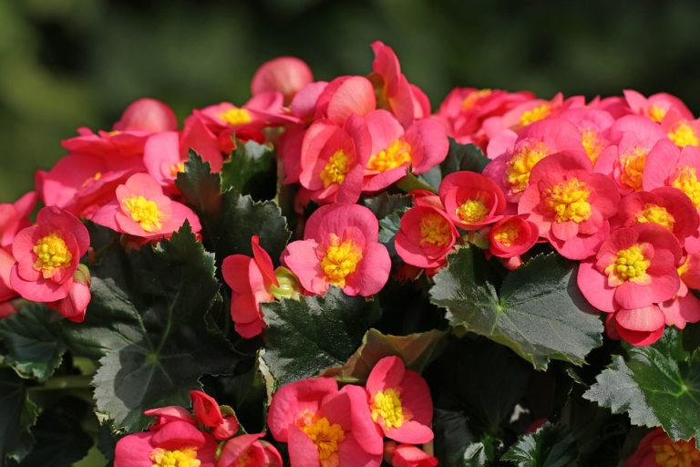 Seasonal Ritual: Morning Dew’s Brief Embrace Seasonal Ritual: Morning Dew’s Brief Embrace