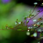 Poetic Guide: Blossoming Hope Nestled in Rustling Concrete Leaves Poetic Guide: Blossoming Hope Nestled in Rustling Concrete Leaves