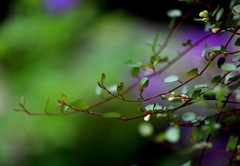 Poetic Guide: Blossoming Hope Nestled in Rustling Concrete Leaves Poetic Guide: Blossoming Hope Nestled in Rustling Concrete Leaves