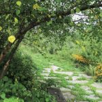 Planting, Transplanting, and Pruning Trees