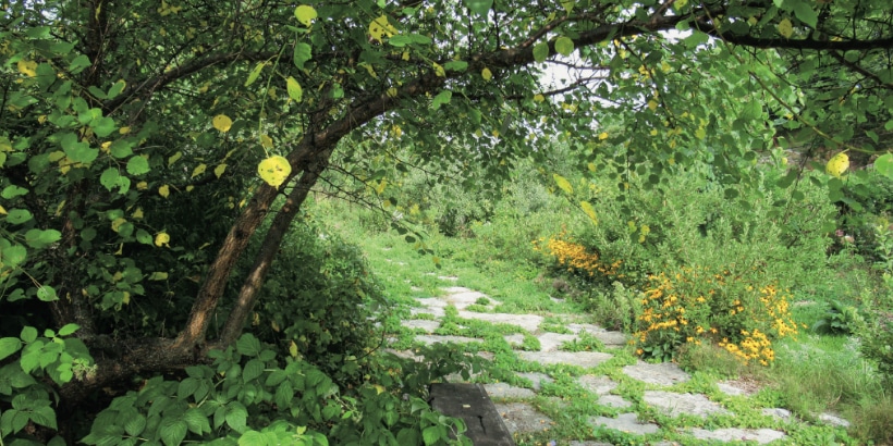 Planting, Transplanting, and Pruning Trees