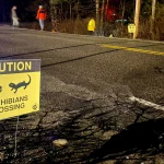 One night a year, humans lead a march of frogs and salamanders