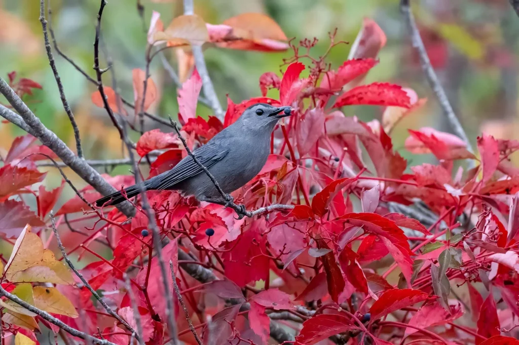 garden for birds, with cornell lab’s becca rodomsky-bish