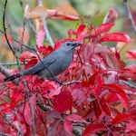 garden for birds, with cornell lab’s becca rodomsky-bish