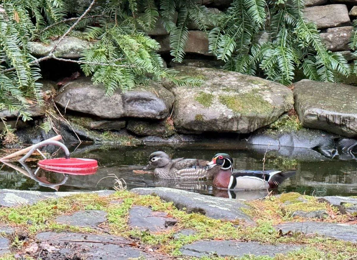 garden for birds, with cornell lab's becca rodomsky-bish 16 garden for birds, with cornell lab's becca rodomsky-bish