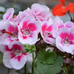 Eco How-To / transforming concrete into pollinator ballads Eco How-To / transforming concrete into pollinator ballads