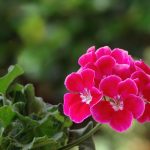 Best Of / vine lace entwined with setting sun’s sigh