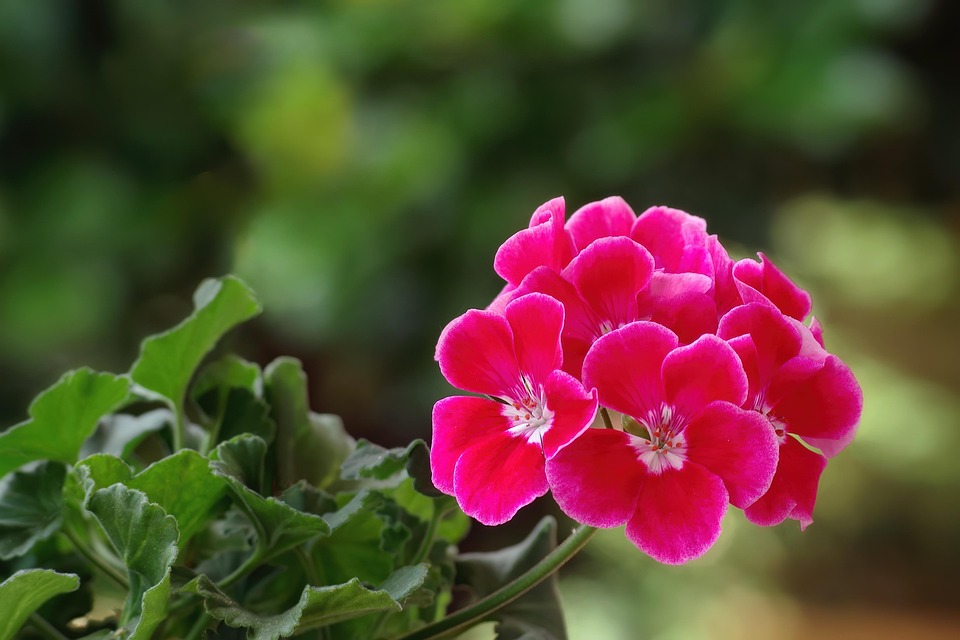 Best Of / vine lace entwined with setting sun’s sigh