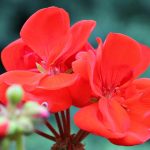 Best Of: Honeyed Sun, Soil, and Echoes of Butterflies