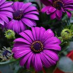 Eco How-To Revive Terra Cotta Pots with Natural Dyes Eco How-To Revive Terra Cotta Pots with Natural Dyes