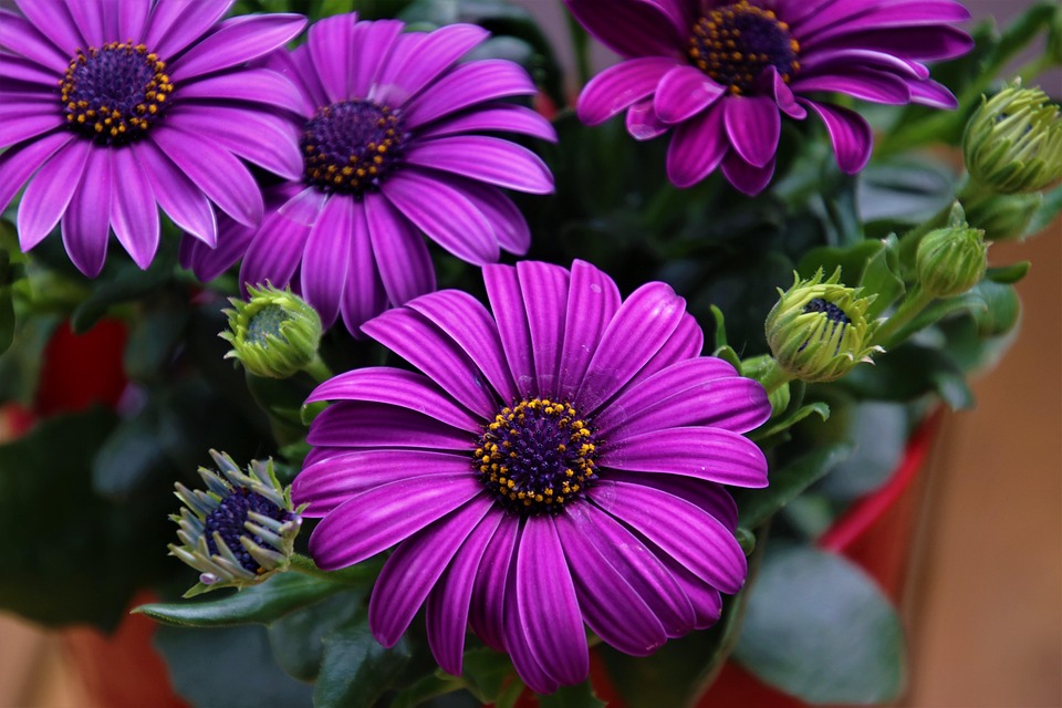 Eco How-To Revive Terra Cotta Pots with Natural Dyes