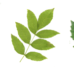 Symbolic Essay: Watchtower of Blooming Windows Symbolic Essay: Watchtower of Blooming Windows