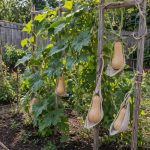 How to Grow Squash Vertically? How to Grow Squash Vertically?