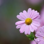 Poetic Guide through whispers of willow and wild moss Poetic Guide through whispers of willow and wild moss