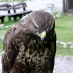 Symbolic Essay: Veins of Stone, Strings of Sky