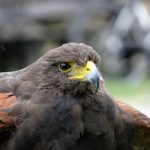 Eco How-To Cultivating Moonlit Meadows Eco How-To Cultivating Moonlit Meadows