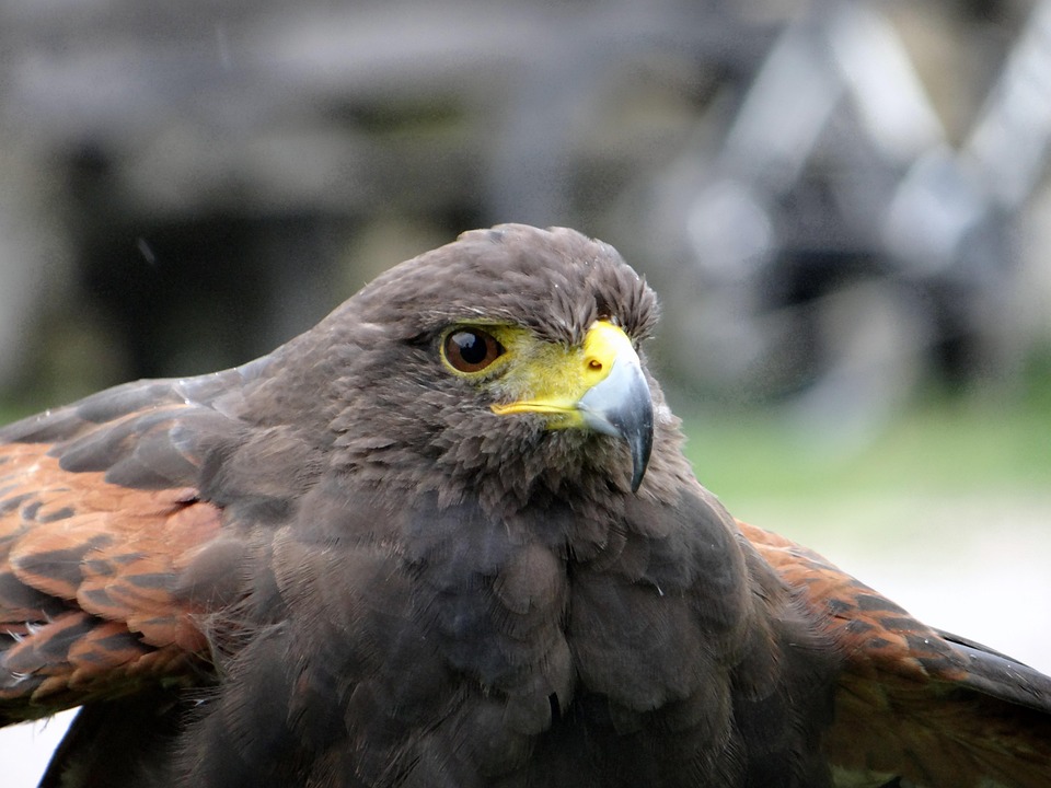 Eco How-To Cultivating Moonlit Meadows
