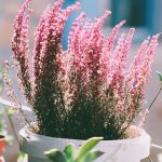 Eco How-To: Woven Branches Transform Wire Fences