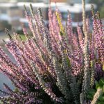 Poetic Guide / sunlit terraces coaxing quiet whispers