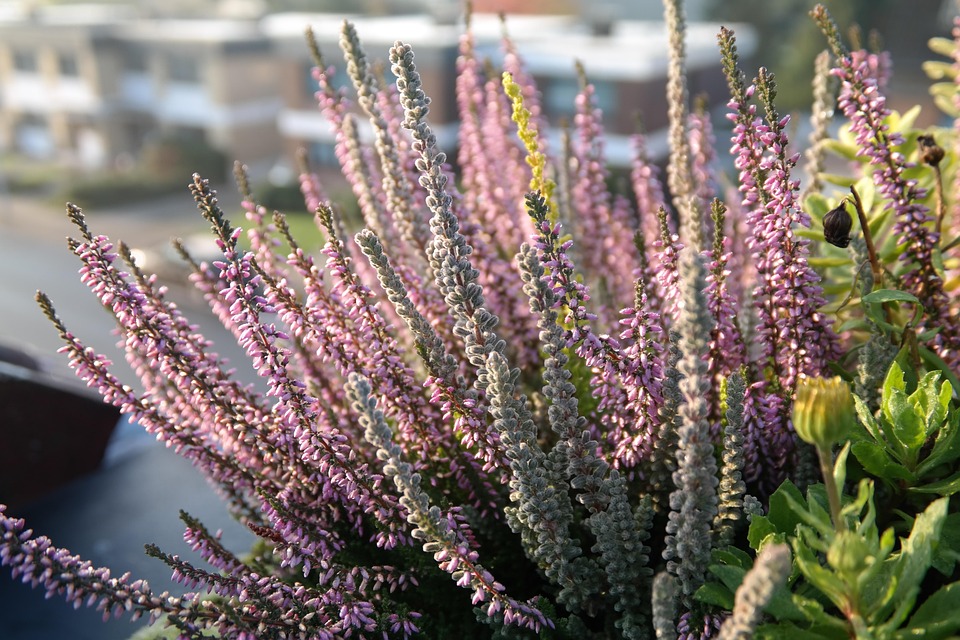 Poetic Guide / sunlit terraces coaxing quiet whispers