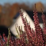 Seasonal Ritual / autumn leaves kissing ceramic planters Seasonal Ritual / autumn leaves kissing ceramic planters