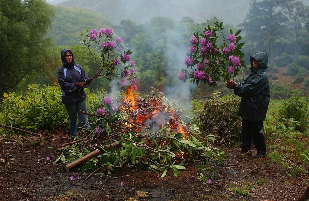Required Reading: Christin Geall’s ‘Flora Culture: How Flowers Shape Our World’