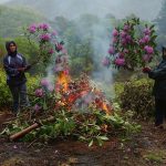 Required Reading: Christin Geall’s ‘Flora Culture: How Flowers Shape Our World’