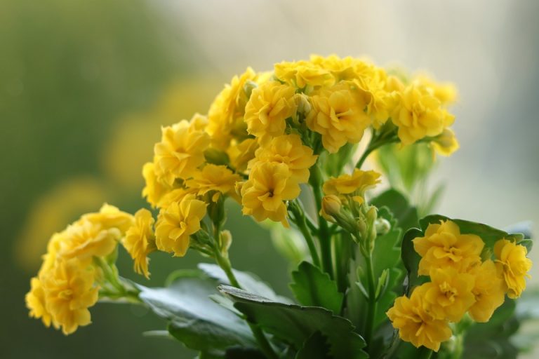 Symbolic Essay: Stones & Sprouts as Silent Watchers Symbolic Essay: Stones & Sprouts as Silent Watchers