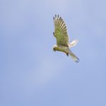 Top 5 Ideas: Seeds For The Quiet Symphony Of Spring