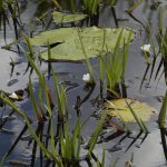 Top 5 Ideas for Weaving Braided Grasses: Creating Homes That Sing With Wild Harmony
