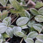 Seasonal Ritual Leaf Litter Blankets Feed Earth’s Hidden Ways
