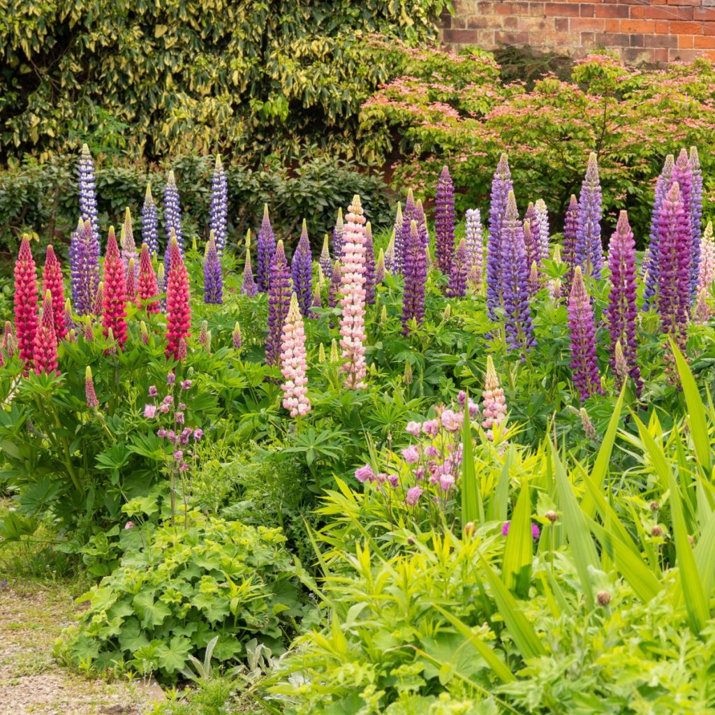 Why Lupines Are The Perfect Perennial – Big Blooms & Little Care!