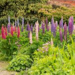 Why Lupines Are The Perfect Perennial – Big Blooms & Little Care! Why Lupines Are The Perfect Perennial – Big Blooms & Little Care!