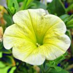 Eco How-To: Designing Rooftop Habitats for Winged Visitors