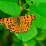 Top 5 Ideas: Weaving Wind-Chimes into Earth’s Lullaby Garden Top 5 Ideas: Weaving Wind-Chimes into Earth’s Lullaby Garden