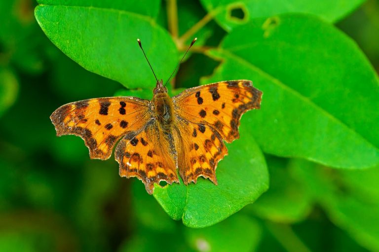 Top 5 Ideas: Weaving Wind-Chimes into Earth’s Lullaby Garden Top 5 Ideas: Weaving Wind-Chimes into Earth’s Lullaby Garden